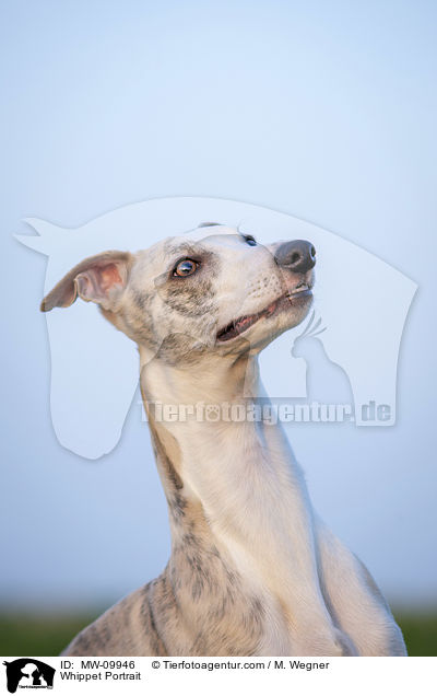 Whippet Portrait / Whippet Portrait / MW-09946