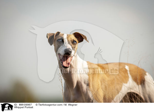 Whippet Portrait / MW-09967