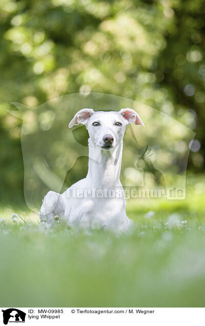 liegender Whippet / lying Whippet / MW-09985