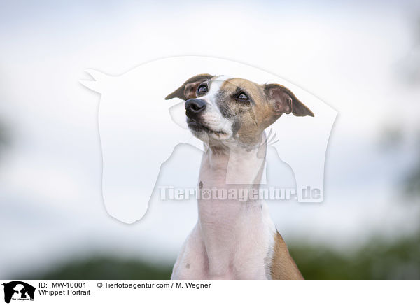 Whippet Portrait / MW-10001