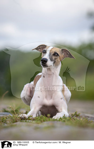 liegender Whippet / lying Whippet / MW-10005