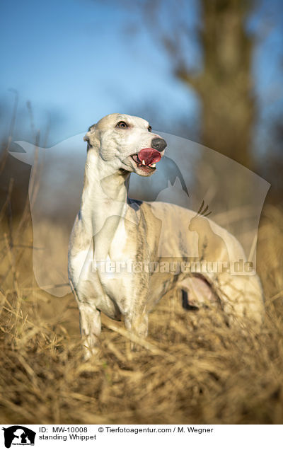 stehender Whippet / standing Whippet / MW-10008