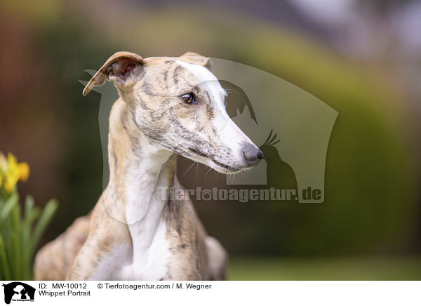 Whippet Portrait / Whippet Portrait / MW-10012