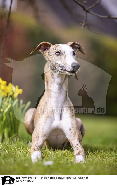 liegender Whippet / lying Whippet / MW-10016