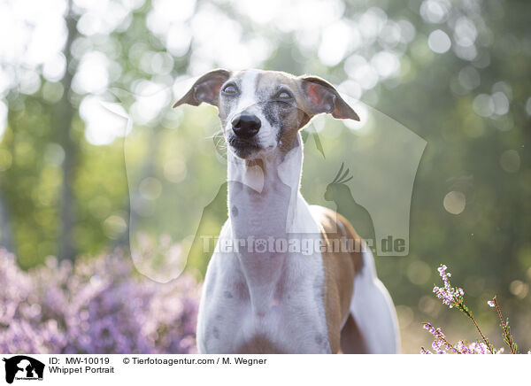 Whippet Portrait / MW-10019