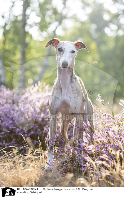 stehender Whippet / standing Whippet / MW-10024