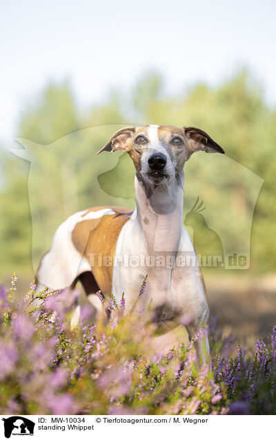 stehender Whippet / standing Whippet / MW-10034