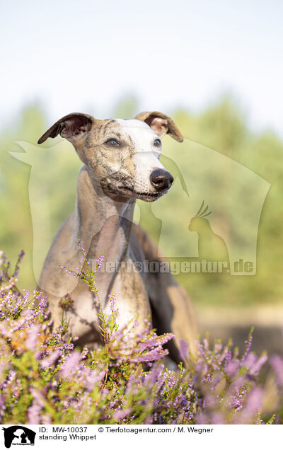 standing Whippet / MW-10037