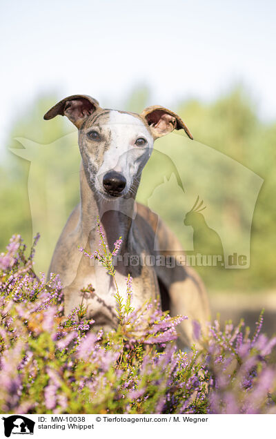 standing Whippet / MW-10038