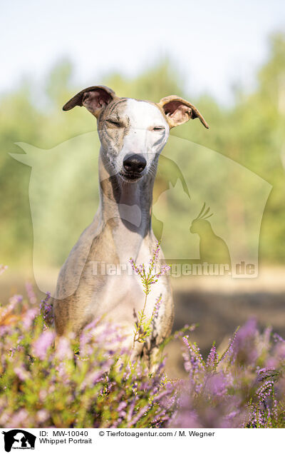 Whippet Portrait / Whippet Portrait / MW-10040