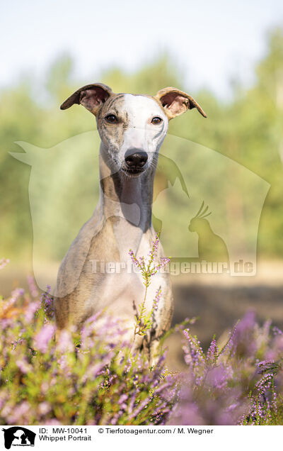 Whippet Portrait / Whippet Portrait / MW-10041