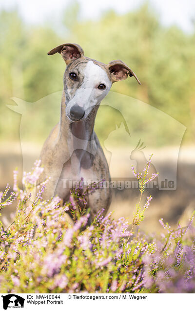 Whippet Portrait / MW-10044