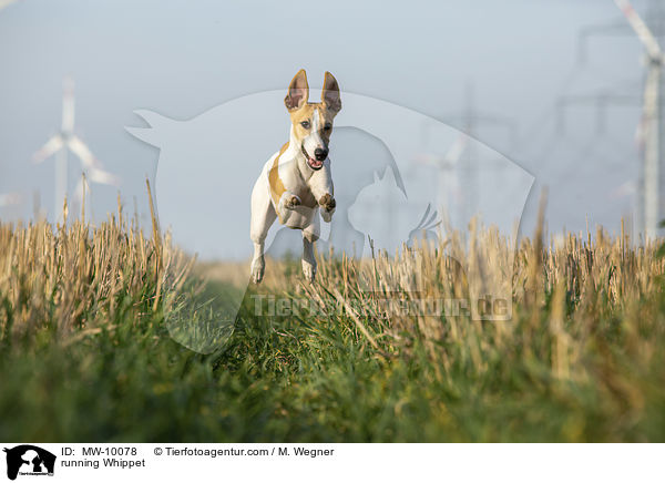 rennender Whippet / running Whippet / MW-10078