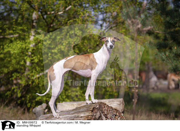 standing Whippet / MW-09972