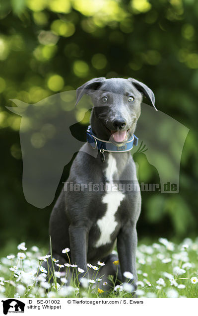 sitzender Whippet / sitting Whippet / SE-01002