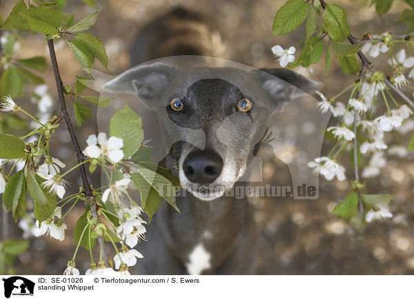 stehender Whippet / standing Whippet / SE-01026