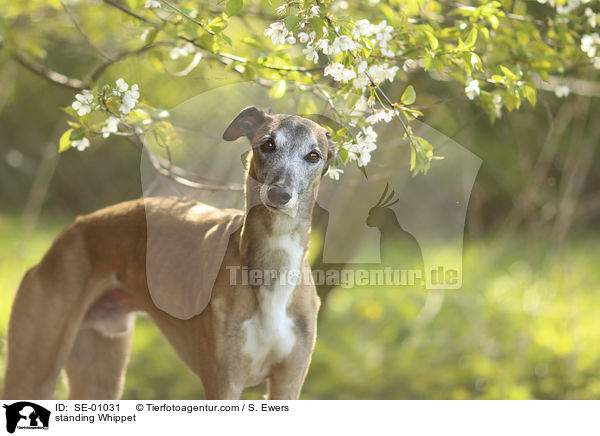 stehender Whippet / standing Whippet / SE-01031