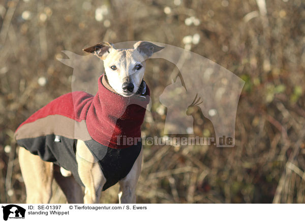 stehender Whippet / standing Whippet / SE-01397