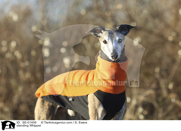 stehender Whippet / standing Whippet / SE-01406