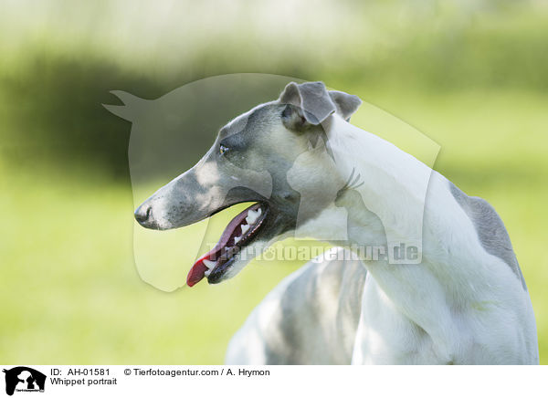 Whippet Portrait / Whippet portrait / AH-01581