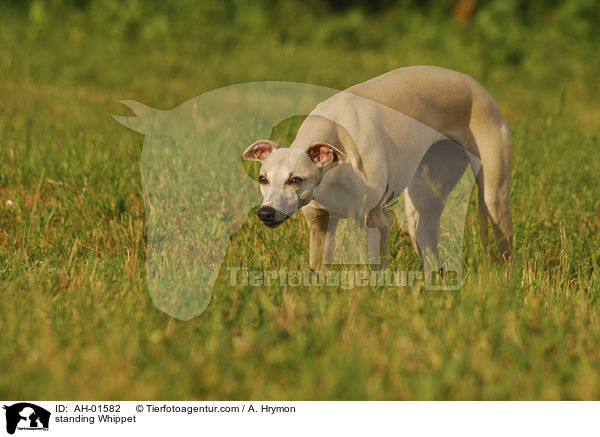 stehender Whippet / standing Whippet / AH-01582