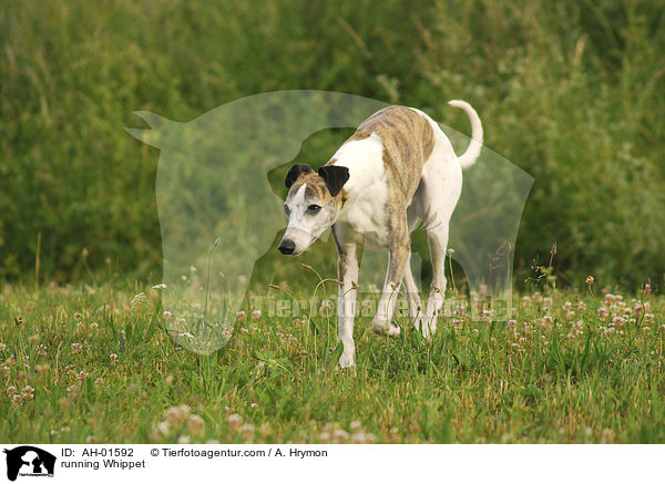 rennender Whippet / running Whippet / AH-01592