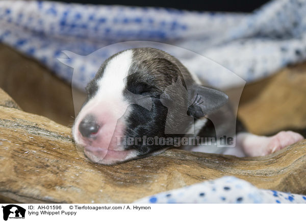 liegender Whippet Welpe / lying Whippet Puppy / AH-01596