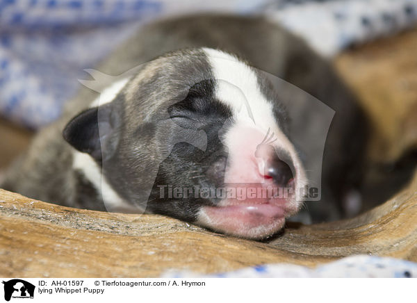 liegender Whippet Welpe / lying Whippet Puppy / AH-01597