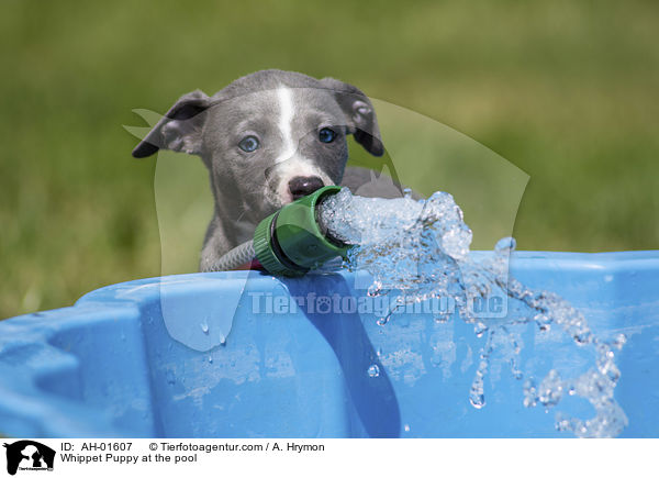Whippet Welpe am Pool / Whippet Puppy at the pool / AH-01607