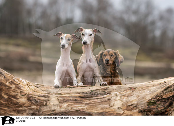 3 Dogs / AH-01923