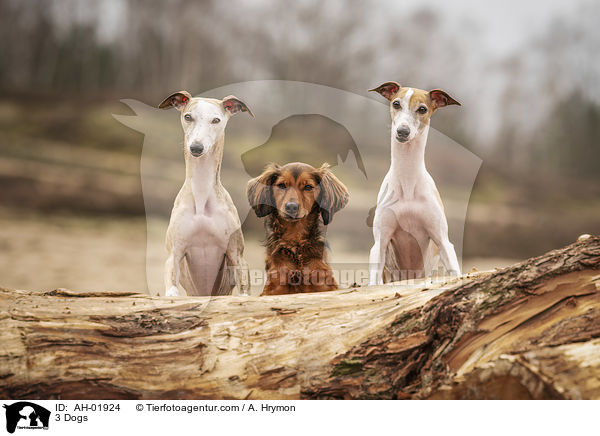 3 Dogs / AH-01924