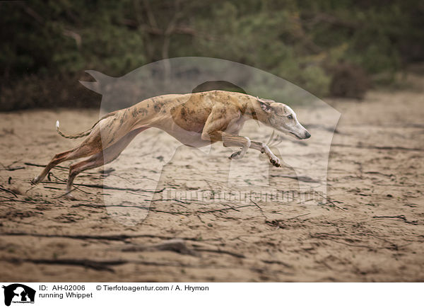 running Whippet / AH-02006