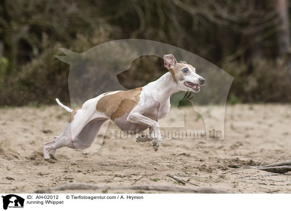 running Whippet / AH-02012