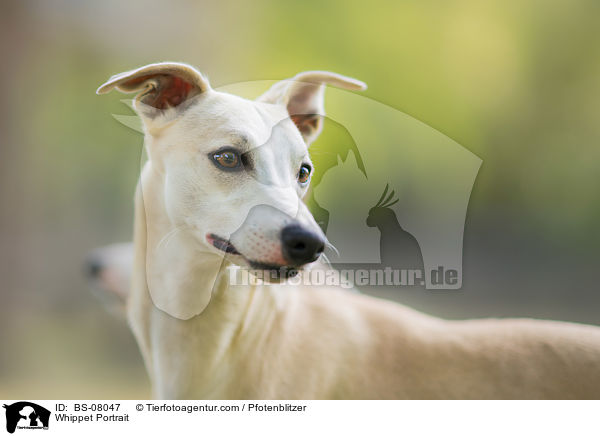 Whippet Portrait / Whippet Portrait / BS-08047