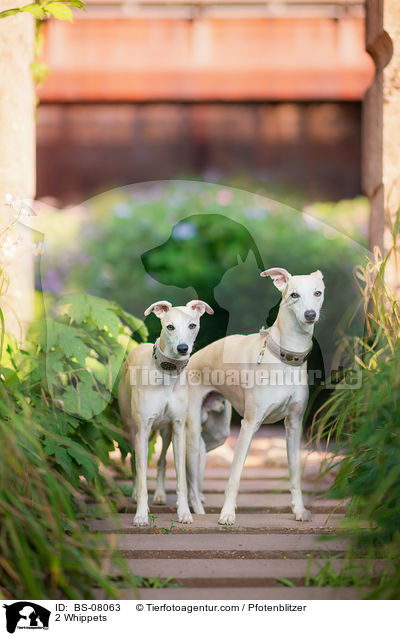 2 Whippets / 2 Whippets / BS-08063