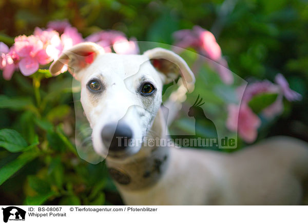 Whippet Portrait / BS-08067