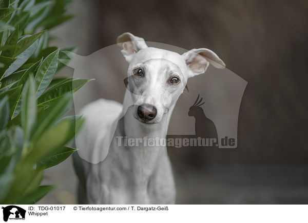 Whippet / TDG-01017