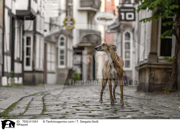 Whippet / TDG-01091