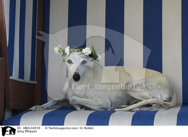 liegender Whippet / lying Whippet / HBO-04516