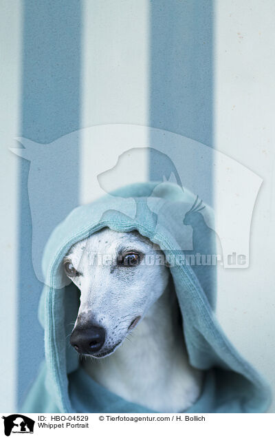 Whippet Portrait / HBO-04529