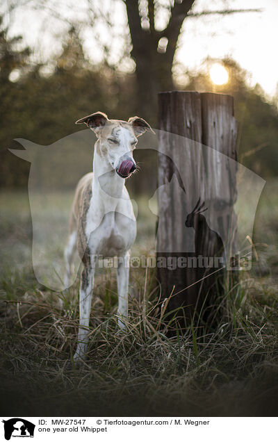 einjhriger Whippet / one year old Whippet / MW-27547