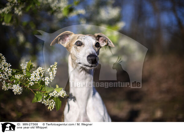 einjhriger Whippet / one year old Whippet / MW-27568