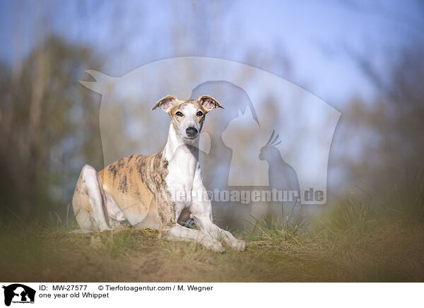 one year old Whippet / MW-27577