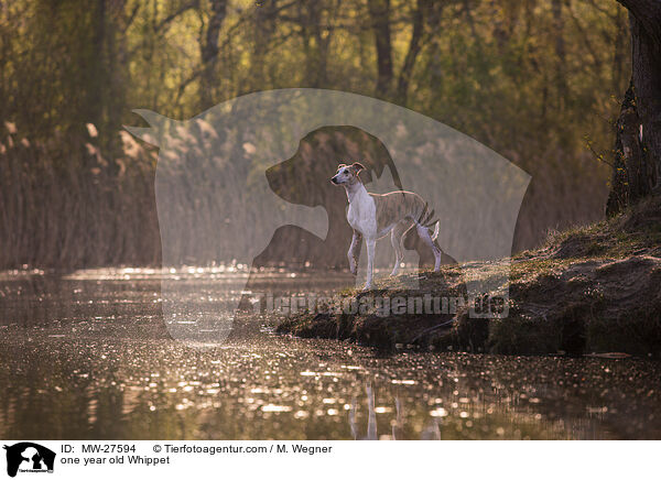 einjhriger Whippet / one year old Whippet / MW-27594