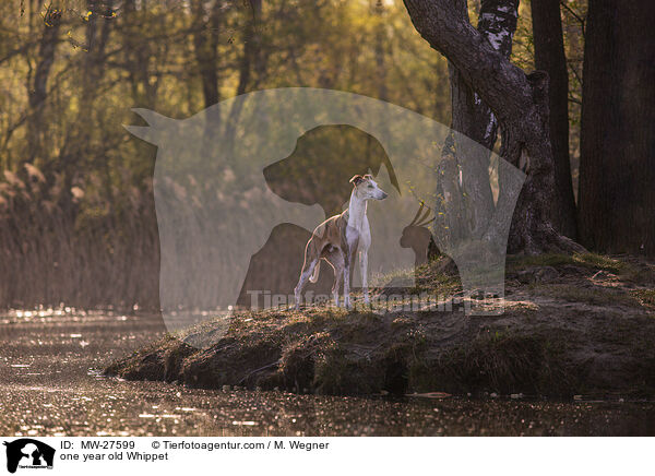 einjhriger Whippet / one year old Whippet / MW-27599