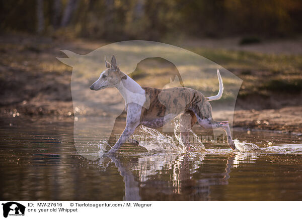 einjhriger Whippet / one year old Whippet / MW-27616