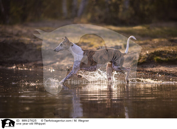 einjhriger Whippet / one year old Whippet / MW-27625