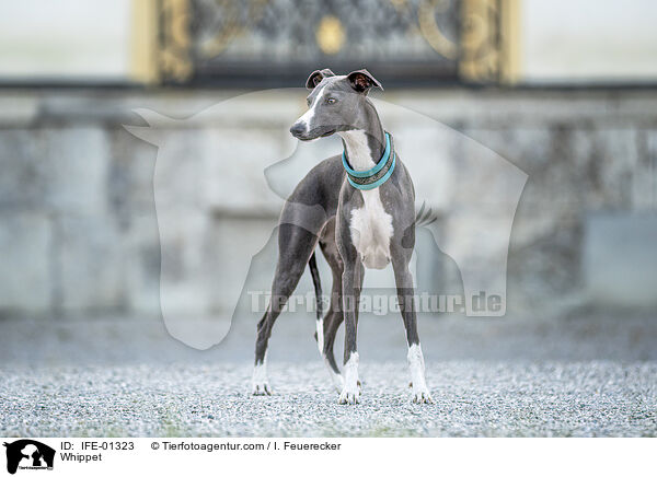 Whippet / Whippet / IFE-01323