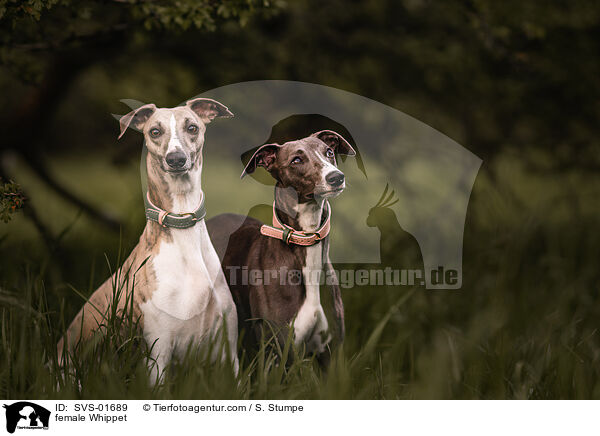 Whippet Hndin / female Whippet / SVS-01689