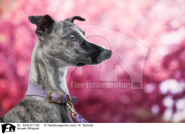 Whippet Hndin / female Whippet / KAS-01136